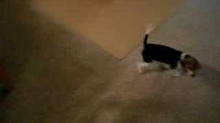 Sadies first 5 minutes home