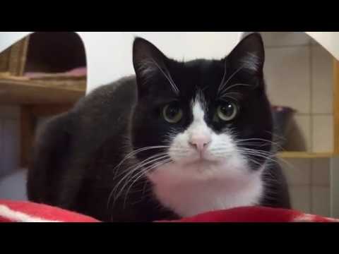 Zu Besuch bei der Katzenhilfe Hoyerswerda - LAUSITZWELLE