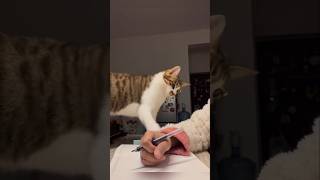 #cat #cute #catvideo #cutecat #funnyvideo #studywithmeandmycat #funny