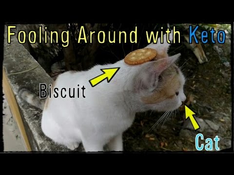 Fooling Around with Keto (My Cat)