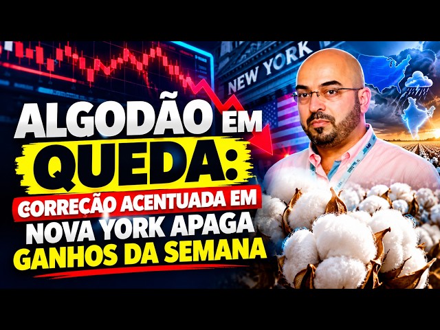 Algodão em queda: Correção acentuada em Nova York apaga ganhos da semana.