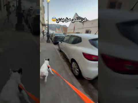 هربتلي من يدي 🤯😨😂😂 #tetouan #tanger #fyp #rabat #france #spain #bulldog