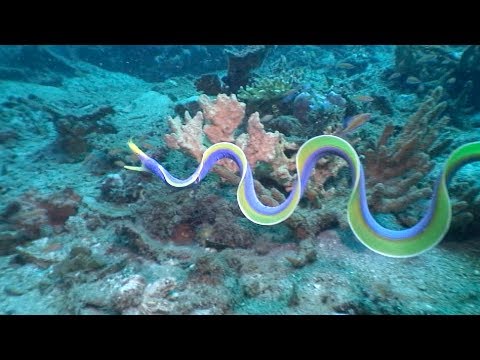 download lagu mp3 mp4 Ribbon Eel, download lagu Ribbon Eel gratis, unduh video klip Ribbon Eel