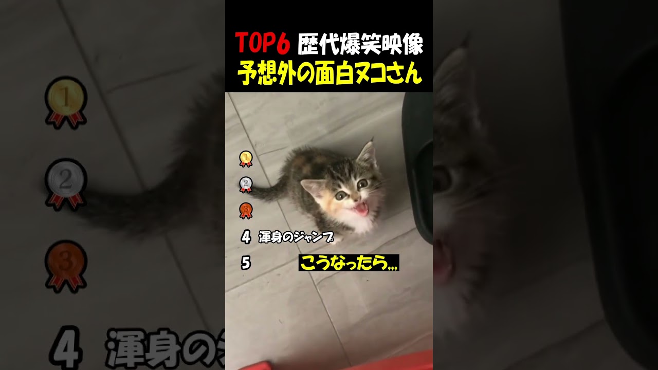 予想不可能な猫さん達