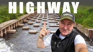 I found this amazing fish highway!