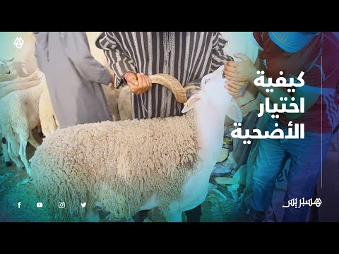 بالفيديو.. تعرف على كيفية اختيار أضحية العيد بشكل سليم