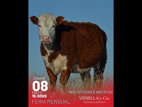 08/05/2025   Feria Mensual - Vidiella y Cia  / Local 33 en la calera - Treinta y Tres