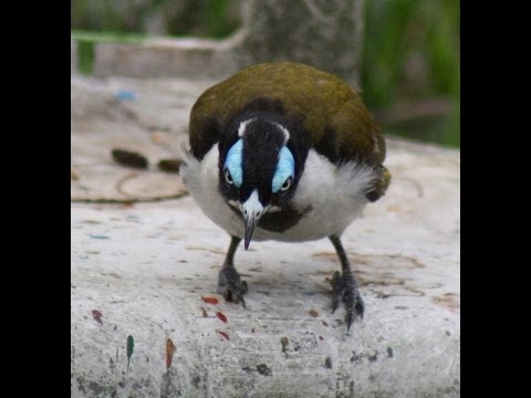 Dr Romesh's Bird Sanctuary on a rainy day