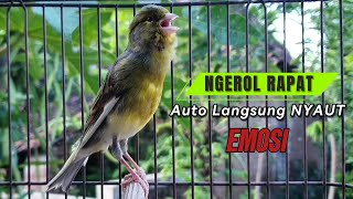 Download lagu kenari gacor panjang Bikin EMOSI, pancingan kenari paud Belajar Bunyi, terapi kenari macet BUNYI mp3