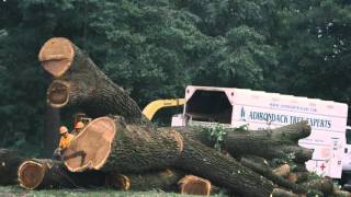 Best Tree Services in Washington DC - Adirondack Tree Experts video Best Tree Services in Washington DC - Adirondack Tree Experts video