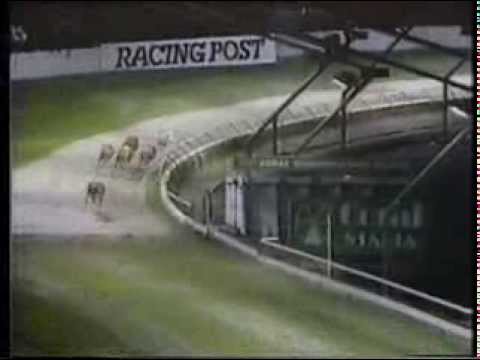 Top greyhound Ballyregan Bob sets world record