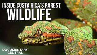 Finding Rare Animals in Costa Rica's Rainforest | Nigel Marven's Wild Central America