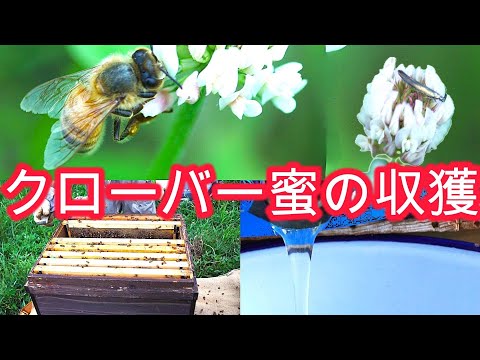 経済学科 晴蜂雨読㉙／クローバー蜜の収穫 (2024年6月、その2)／山崎亮一／日英字幕付き／Clover honey harvest (June 2024, Part2)／Ryoichi Yamazaki