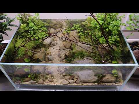 DOOA Neo Air Water Change / Nano Aquascape / No Filter / No Co2