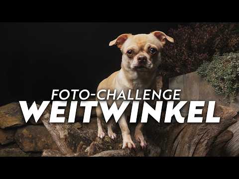 Wide-angle lens in dog photography – My last-minute challenge photo