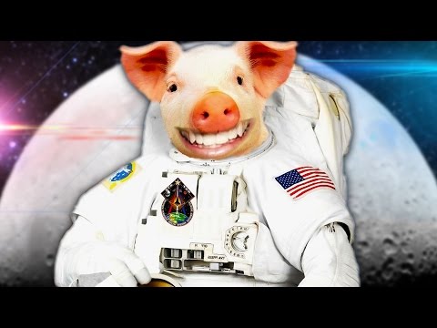 THERE ARE NO WORDS | Zoo Race