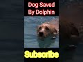 Dolphin And Dog Friendship Dog Dolphin Shorts Dog Dolphin Dosti