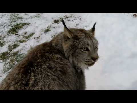 Max Canada Lynx Snow Wonderful!
