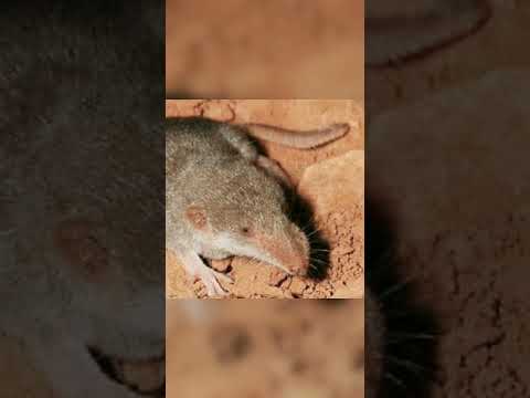 TOP 5 little animals in the world | 5 кращих маленьких тварин у світі #world #top #facts