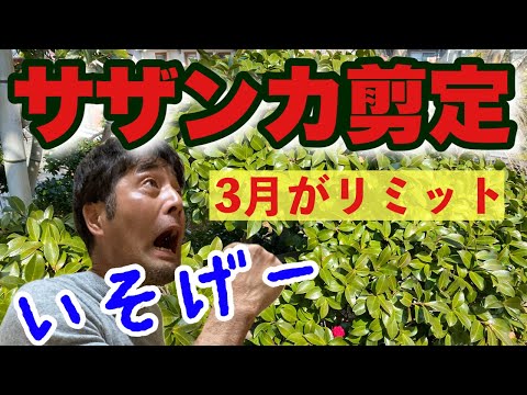 , title : '急げ3月までに【サザンカ剪定】剪定は花後がベスト【庭木剪定】'