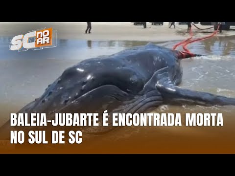 Baleia-jubarte é encontrada morta em praia de Jaguaruna, no Sul de SC