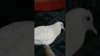 Download lagu Perkutut putih lokal alam suara bikin gemes....# mp3