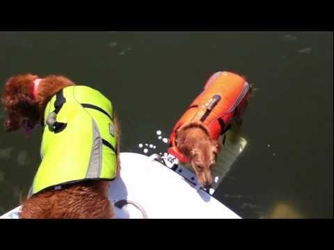 Load-A-Pup in action -- our two dogs using it on our boat