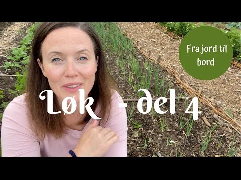 Løk fra jord til bord - del 4 | Gressdekke og oppdatering i juni
