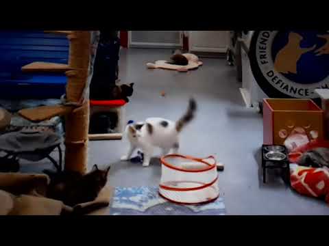 FFRC Kitten Popcorn ambushes Fuzzy. Hensley gets run over (by kittens)