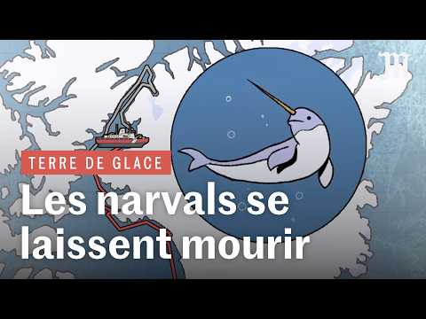 Le bruit des navires dans l’Arctique est dangereux pour les narvals