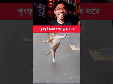 বিড়াল যখন চায়না থেকে কুংফু শিখে আশে 😂 #youtubeshorts #funnycat