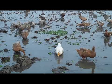 How to Raising Millions of Duck on Rice Field For Meat - Free range Duck Farming | P542