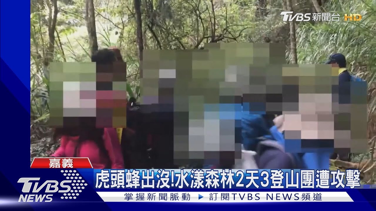 虎頭蜂出沒！2天4登山團遭攻擊　29人螫傷