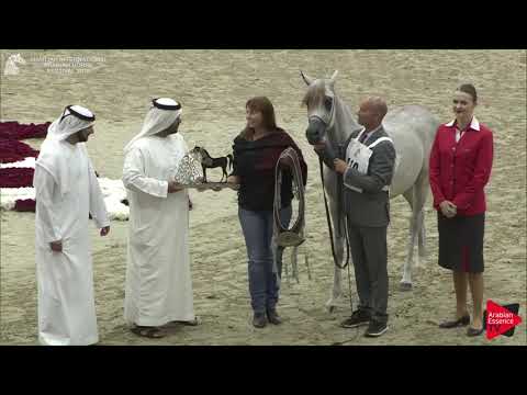 N.118 SINMAR ALBIDAYER - SILVER - Yearling Colts Championship