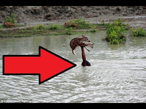 When He Saw This Baby Deer Floating Down A Swollen River After A Flood, He Knew He Had To Do Somethi