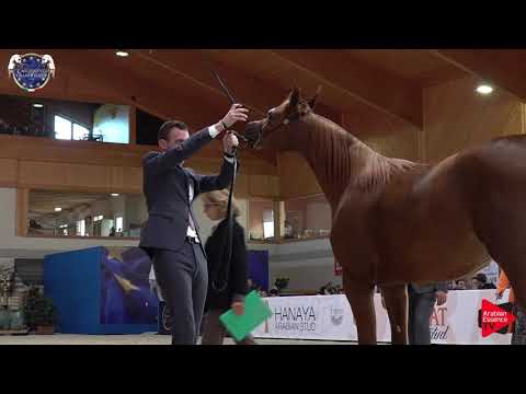 N 1 AL SURYA   European Championship 2019   Yearling Fillies Class 3A