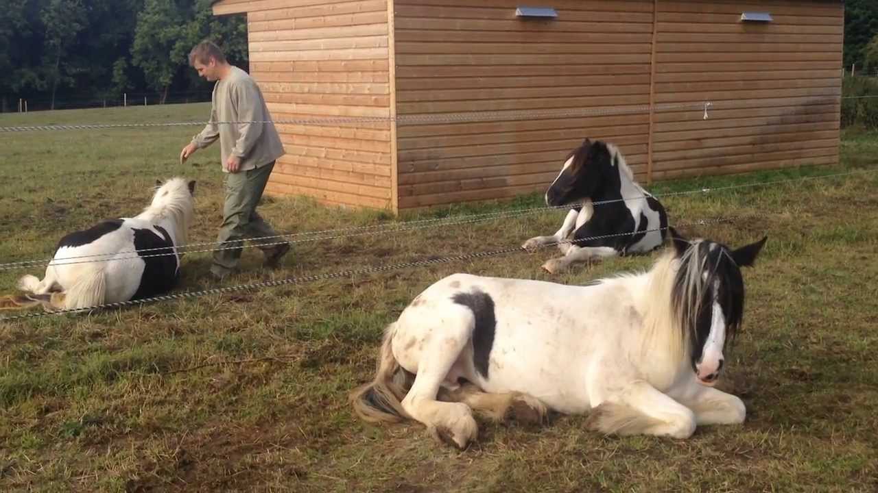 Trust Technique Video Course