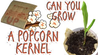 CAN YOU GROW A POPCORN KERNEL FROM A BAG OF POPCORN