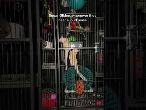 They like to scurry away if they get startled #shorts