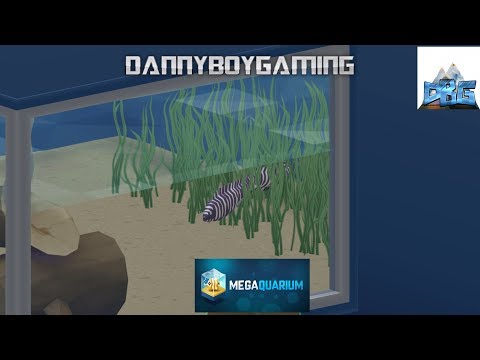 Megaquarium EP 2 The Zebra Moray Eel