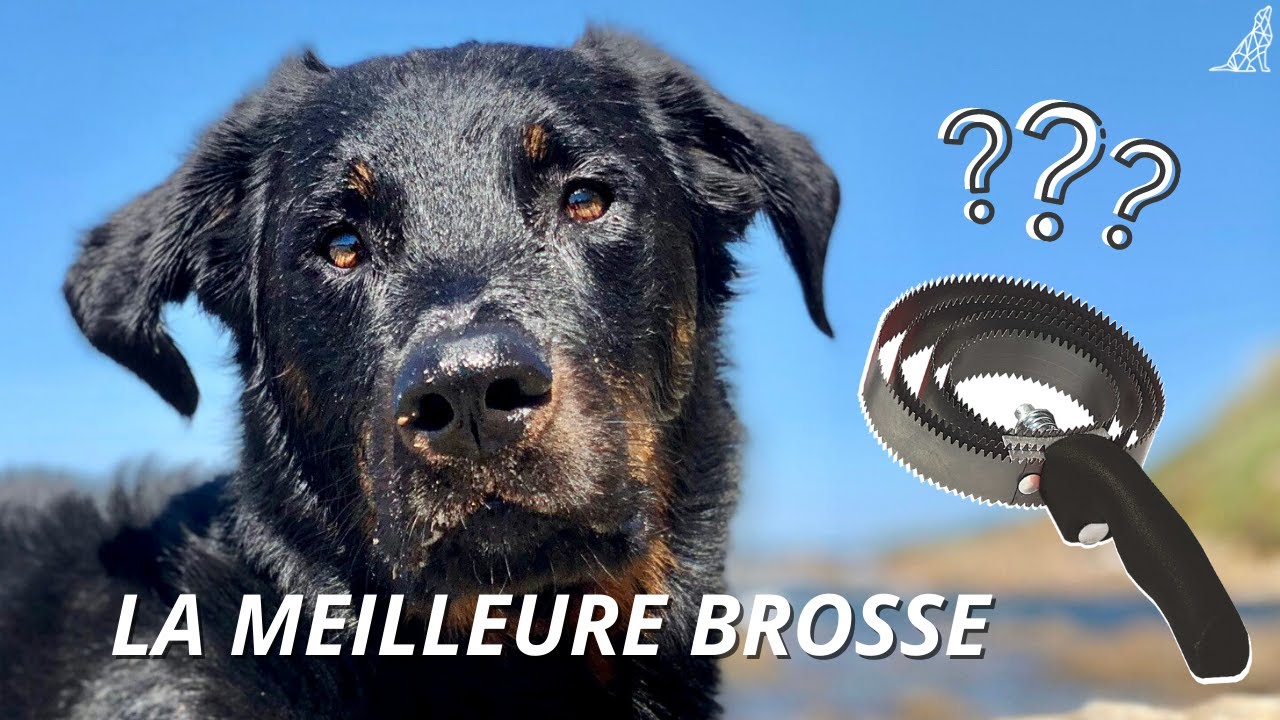 LA meilleure brosse pour moyens & gros chiens #Shorts