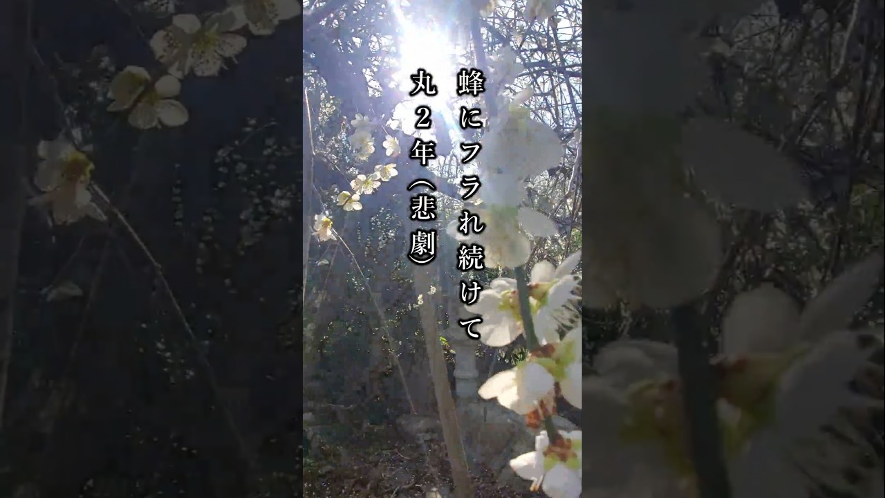 蜂にフラれつづけて丸二年（悲劇）