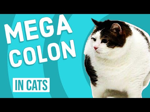 Megacolon in Cats | Extreme Constipation