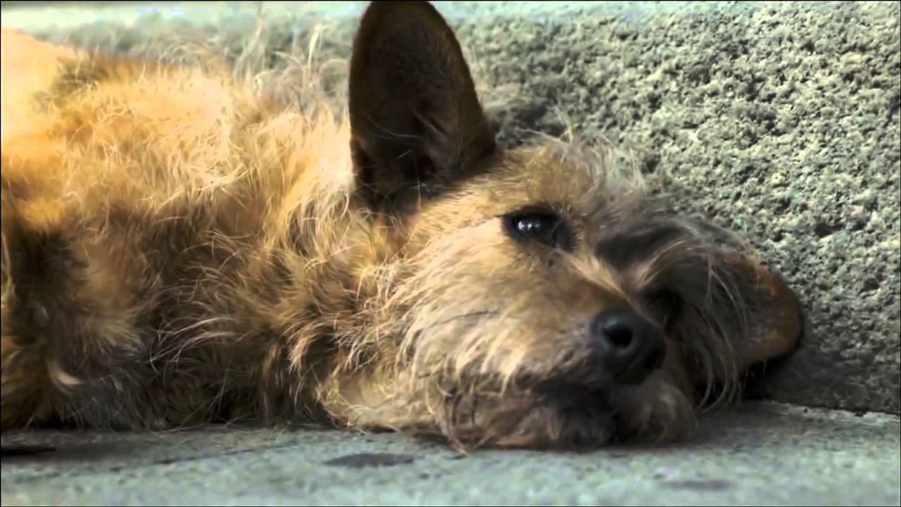 A história emocionante do cão Billy!