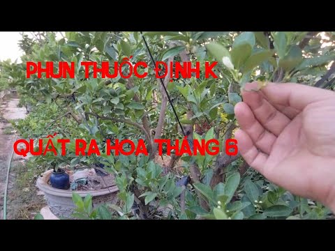 During the period when kumquat trees flower and bear fruit, spray pesticides periodically to prev...