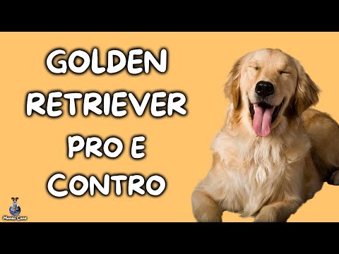 , title : 'Golden Retriever: Pro e Contro'