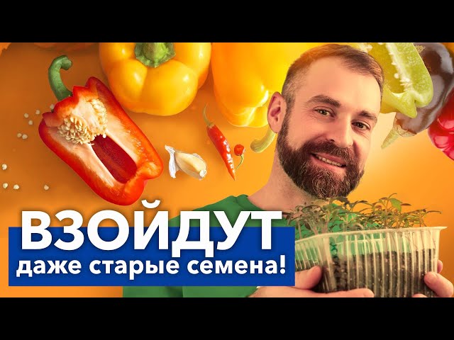 СУМАСШЕДШАЯ ВСХОЖЕСТЬ ЛЮБЫХ СЕМЯН! Простой способ разбудить семена перца и не потратить ни копейки