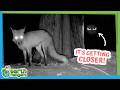 Something Is Sneaking Around This Fox Den at Night! | Earth Rangers