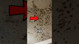 If you see black mold in your home, don't ignore it! 😱 #cleaninghacks #blackmold