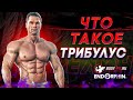 Что такое ТРИБУЛУС? Трибулус в спорте.
